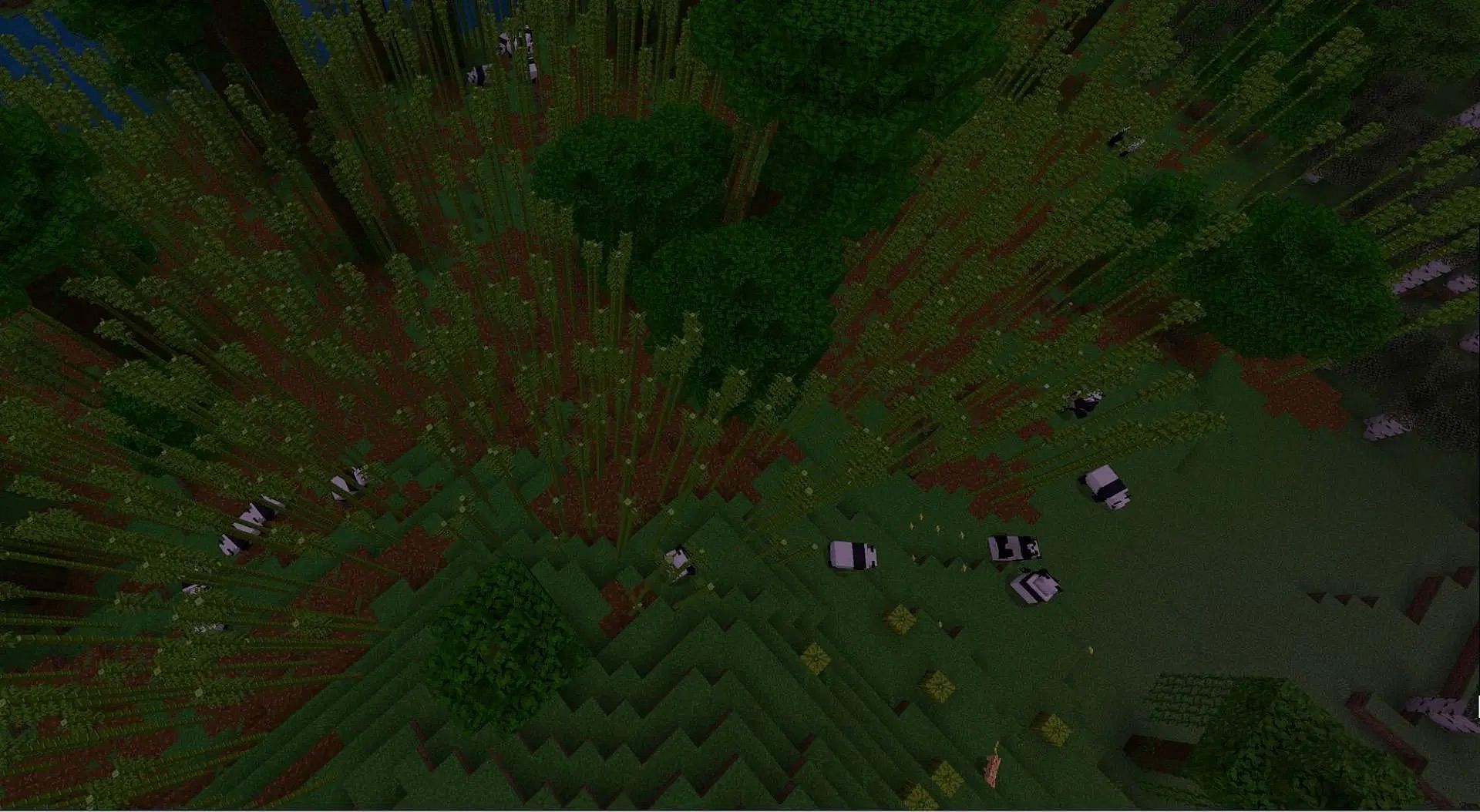 Pandas are found in the bamboo forest region in Minecraft (Image via Mojang Studios)